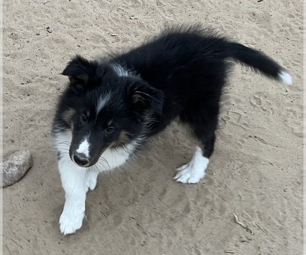 Medium Photo #25 Shetland Sheepdog Puppy For Sale in FORT MORGAN, CO, USA
