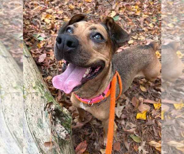 Medium Photo #7 Mutt Puppy For Sale in Kennesaw, GA, USA