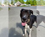 Small #15 Lab-Pointer