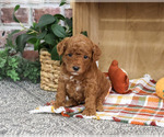 Small #2 Poodle (Miniature)