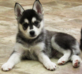 Small Photo #3 Alaskan Klee Kai Puppy For Sale in SEBRING, FL, USA