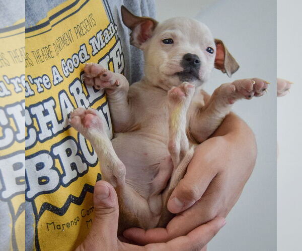 Medium Photo #5 American Staffordshire Terrier-Boxer Mix Puppy For Sale in Huntley, IL, USA
