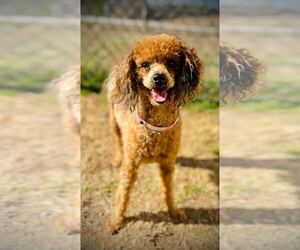 Poodle (Miniature) Dogs for adoption in Pacolet, SC, USA