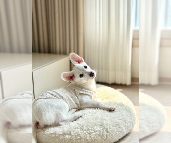 Medium Photo #2 Dorgi Puppy For Sale in Agoura Hills, CA, USA