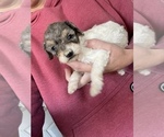 Small Photo #2 Poodle (Miniature) Puppy For Sale in MUNFORDVILLE, KY, USA