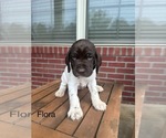 Puppy Flora German Shorthaired Pointer
