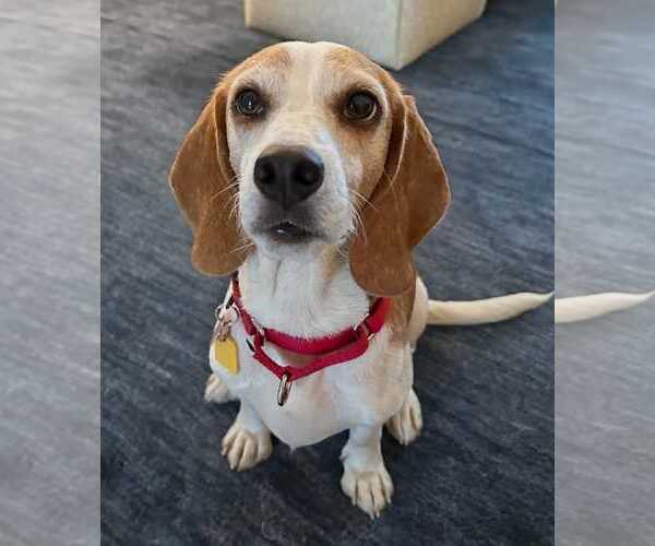Medium Photo #1 Beagle Puppy For Sale in Dunnellon, FL, USA