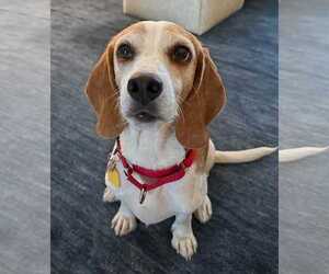 Beagle Dogs for adoption in Dunnellon, FL, USA