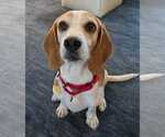 Small Beagle