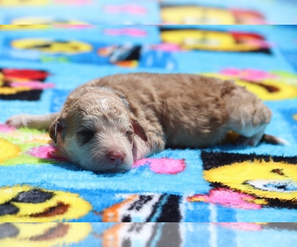 Medium Photo #28 Aussiedoodle Puppy For Sale in UNION CITY, TN, USA