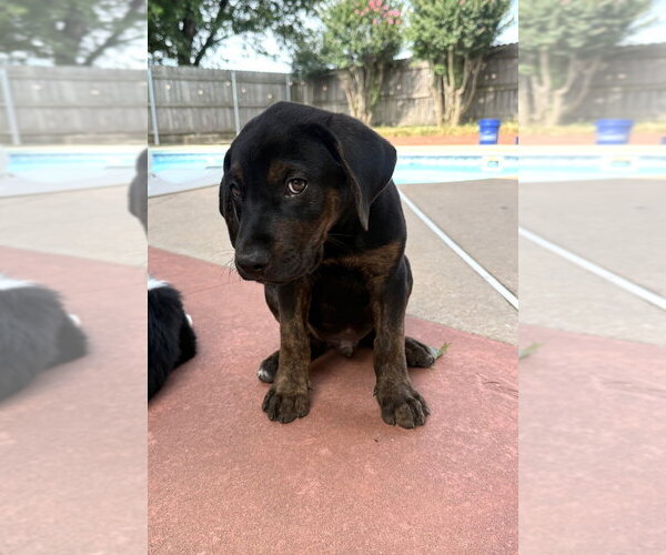 Medium Photo #6 Labrador Retriever-Unknown Mix Puppy For Sale in OKLAHOMA CITY, OK, USA