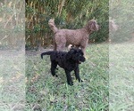Small #12 Poodle (Standard)