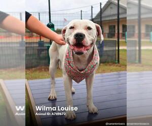 Bulldog-Pointer Mix Dogs for adoption in San Antonio, TX, USA