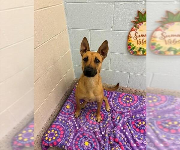 Medium Photo #1 German Shepherd Dog Puppy For Sale in Brighton, CO, USA