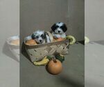 Small Photo #1 Zuchon Puppy For Sale in DAYTON, VA, USA
