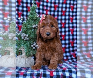 Irish Setter-Poodle (Miniature) Mix Puppy for sale in CONOWINGO, MD, USA