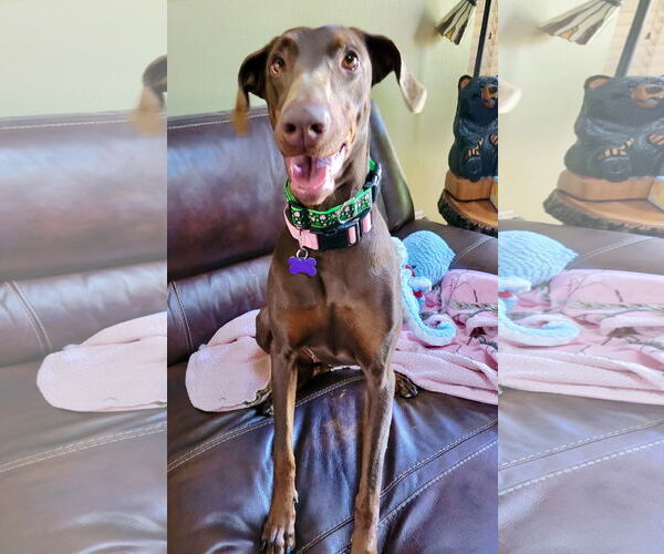 Medium Photo #3 Doberman Pinscher Puppy For Sale in Mission Viejo, CA, USA