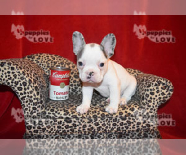 Medium Photo #6 French Bulldog Puppy For Sale in SANGER, TX, USA