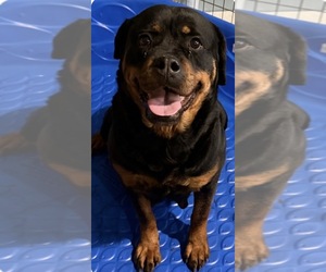 Mother of the Rottweiler puppies born on 05/13/2026