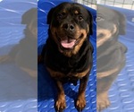 Small Photo #1 Rottweiler Puppy For Sale in WALLINGFORD, CT, USA