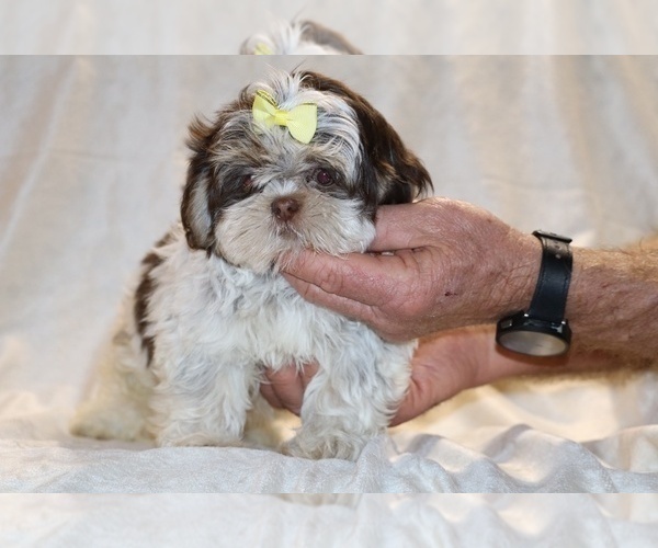 Medium Photo #4 Shih Tzu Puppy For Sale in DYERSBURG, TN, USA