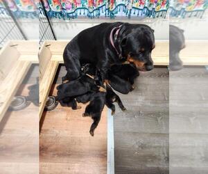 Mother of the Rottweiler puppies born on 02/05/2023