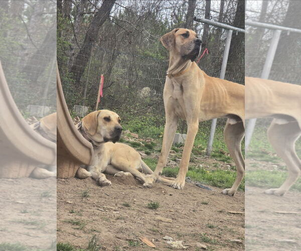 Medium Photo #2 Great Dane Puppy For Sale in Albemarle, NC, USA