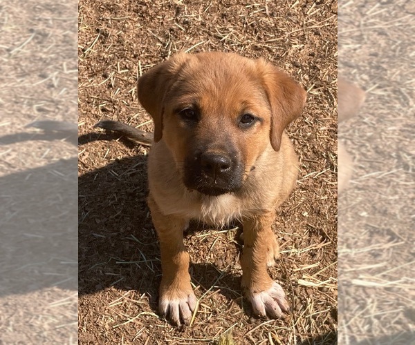 Medium Photo #1 Great Pyrenees-Rottweiler Mix Puppy For Sale in DEARY, ID, USA