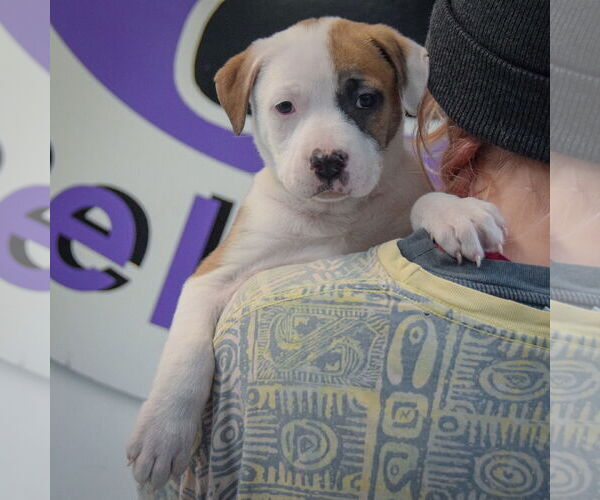 Medium Photo #6 American Staffordshire Terrier-Boxer Mix Puppy For Sale in Huntley, IL, USA