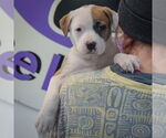 Small #5 American Staffordshire Terrier-Boxer Mix