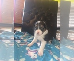 Small Photo #3 F2 Aussiedoodle Puppy For Sale in BLOOMFIELD, MO, USA