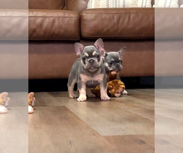 Medium Photo #4 French Bulldog Puppy For Sale in BELLE CHASSE, LA, USA