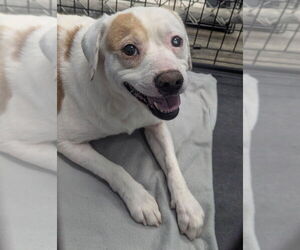 Beagle-Unknown Mix Dogs for adoption in Evansville, IN, USA