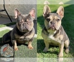 Small Photo #7 French Bulldog Puppy For Sale in TEMECULA, CA, USA