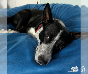 Juliet - Female Mutt Dog for Adoption - Photo #4