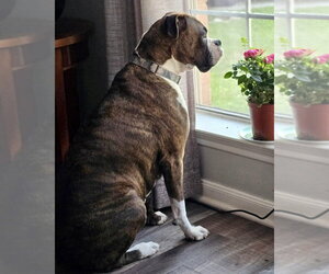 Boxer Dogs for adoption in Dumont, NJ, USA