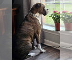 Small Boxer