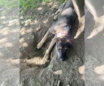 Small #16 American Pit Bull Terrier-Labrador Retriever Mix
