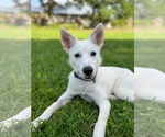 Small white german shepherd Mix