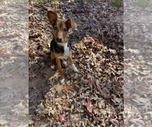 Mutt Dogs for adoption in Greenville, SC, USA