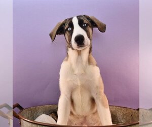Huskies -Labrador Retriever Mix Dogs for adoption in Sheridan, CO, USA