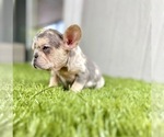 Small Photo #40 French Bulldog Puppy For Sale in ATHERTON, CA, USA