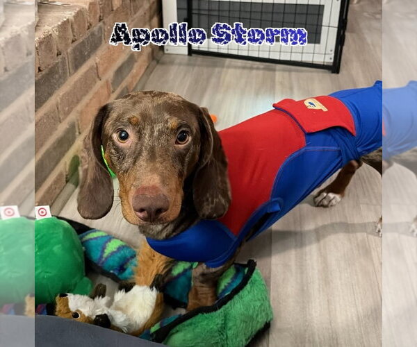 Medium Photo #6 Dachshund Puppy For Sale in San Antonio, TX, USA