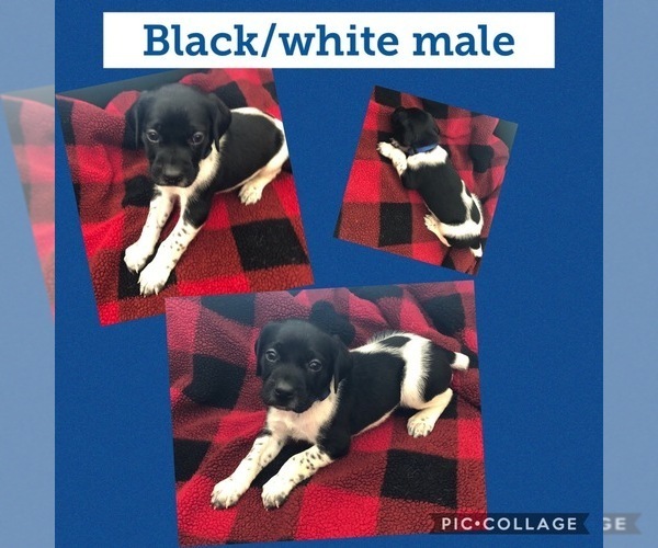 Medium Photo #2 German Shorthaired Pointer Puppy For Sale in IRONTON, MN, USA