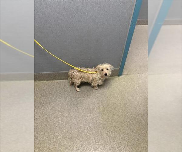 Medium Photo #1 Mutt Puppy For Sale in Las Vegas, NV, USA