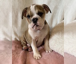 Small Photo #18 English Bulldog Puppy For Sale in CHARLESTON, SC, USA