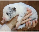 Small Photo #2 Border Collie Puppy For Sale in MOSIER, OR, USA