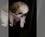 Puppy 2 Pekingese