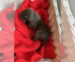Small Photo #1 German Shorthaired Pointer Puppy For Sale in EVANS MILLS, NY, USA