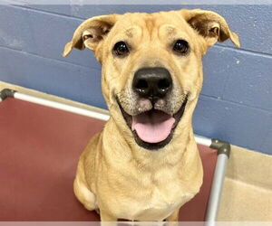 American Staffordshire Terrier Dogs for adoption in Raleigh, NC, USA